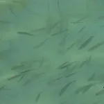 Vinzek By Interhome *